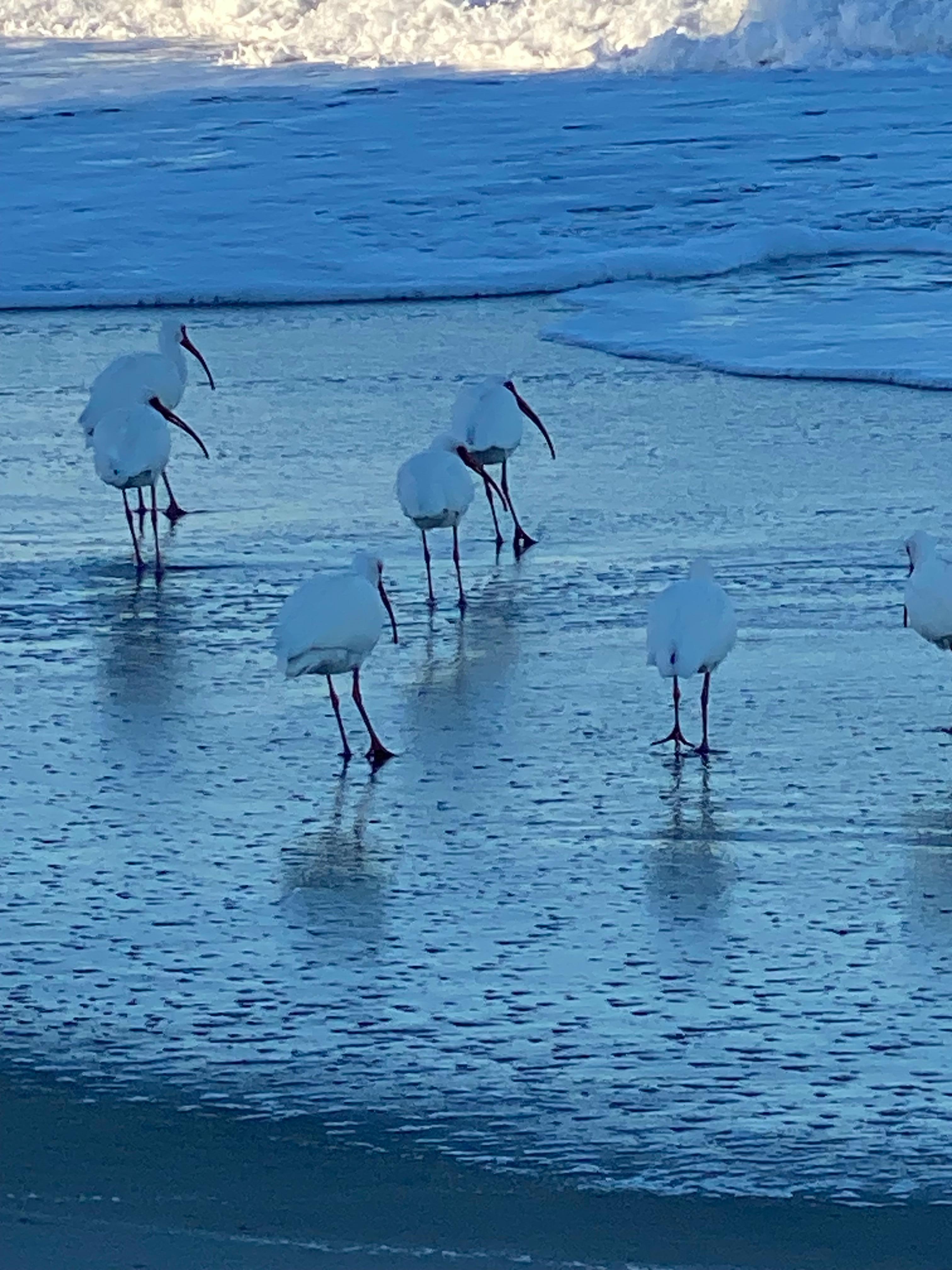 Ibises at the beach