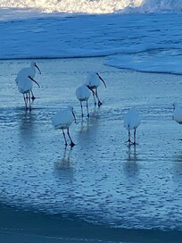 Ibises at the beach