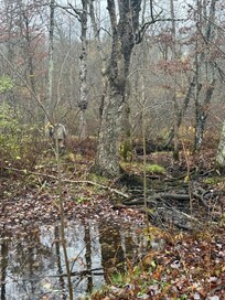 Creek on the property