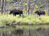 Mom and calf up at the Lake. Always a treat. Big telephoto lens not required - this from an iPhone. Just keep your distance!