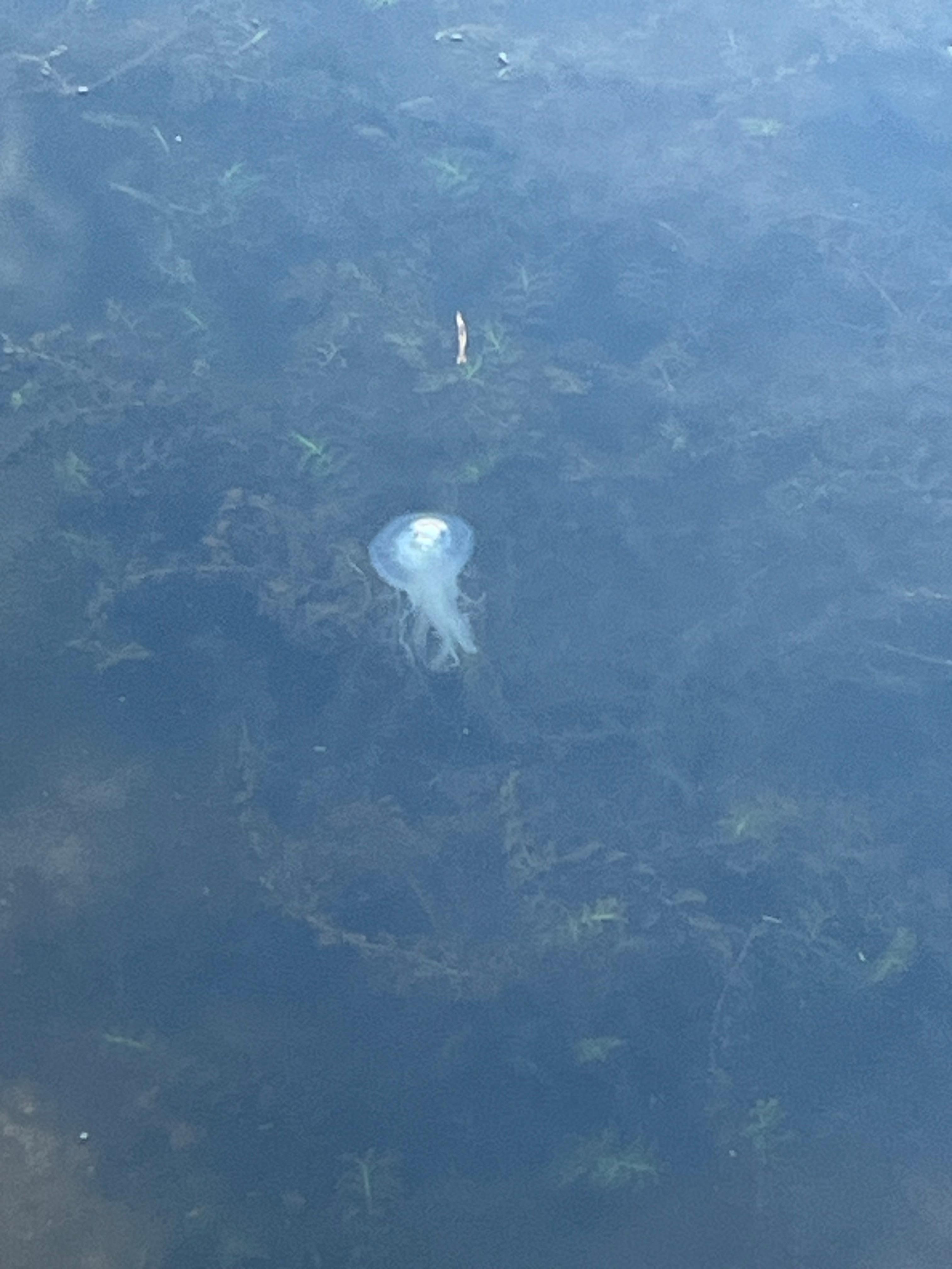Jellyfish sighting!