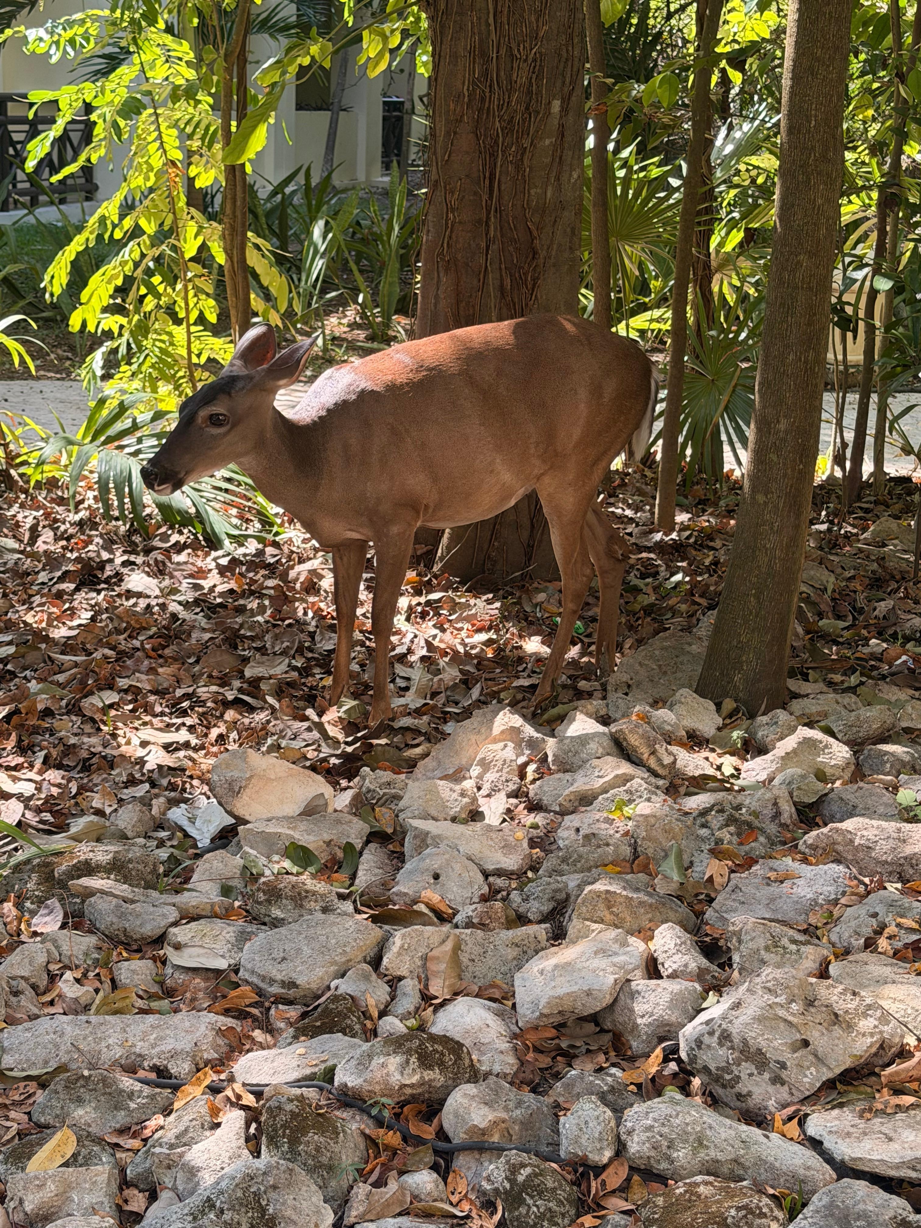 They had a beautiful deer we could see it very close and not scare at us. 