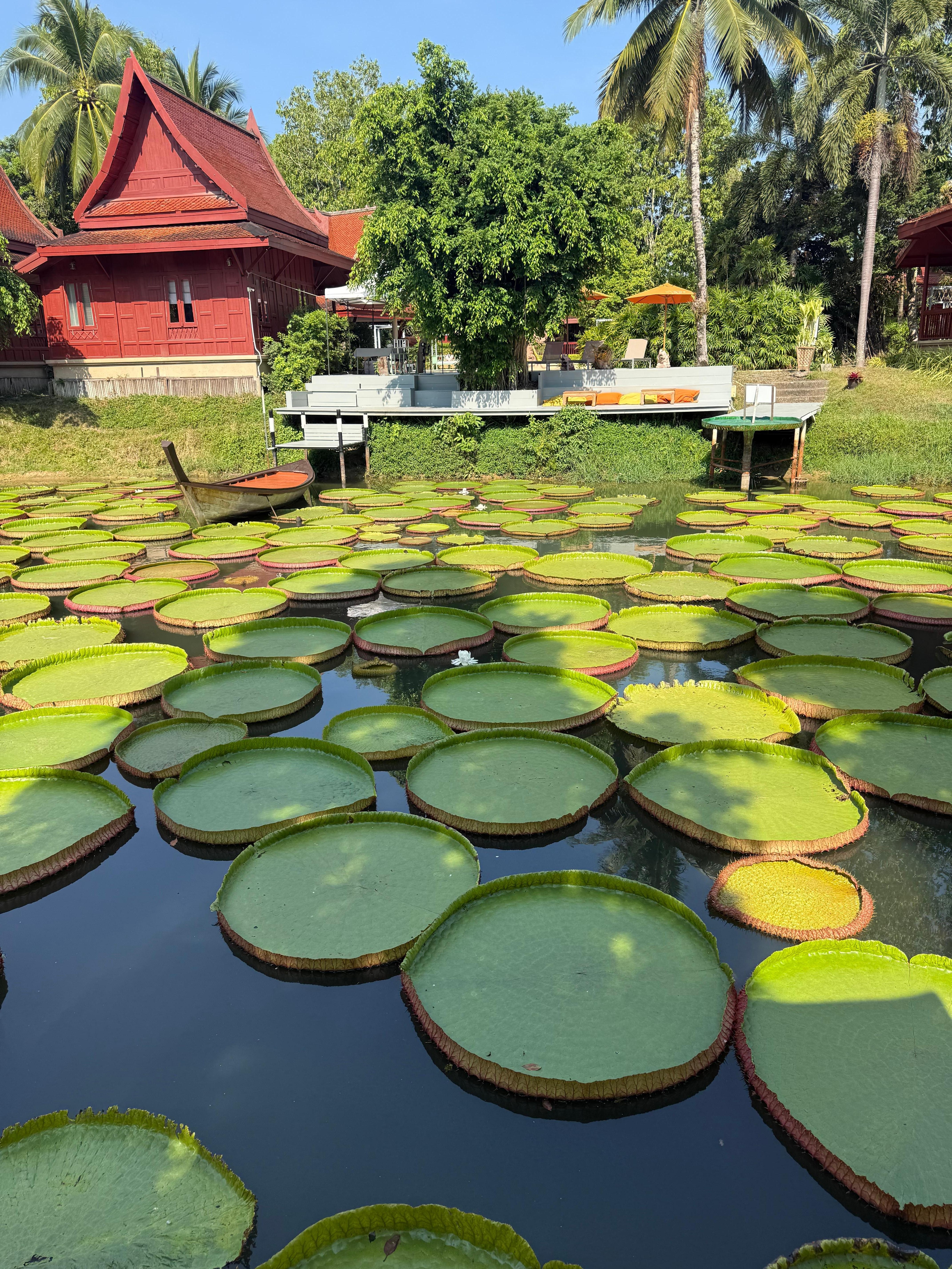 Lily pads 