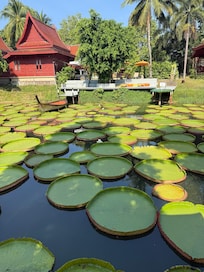 Lily pads