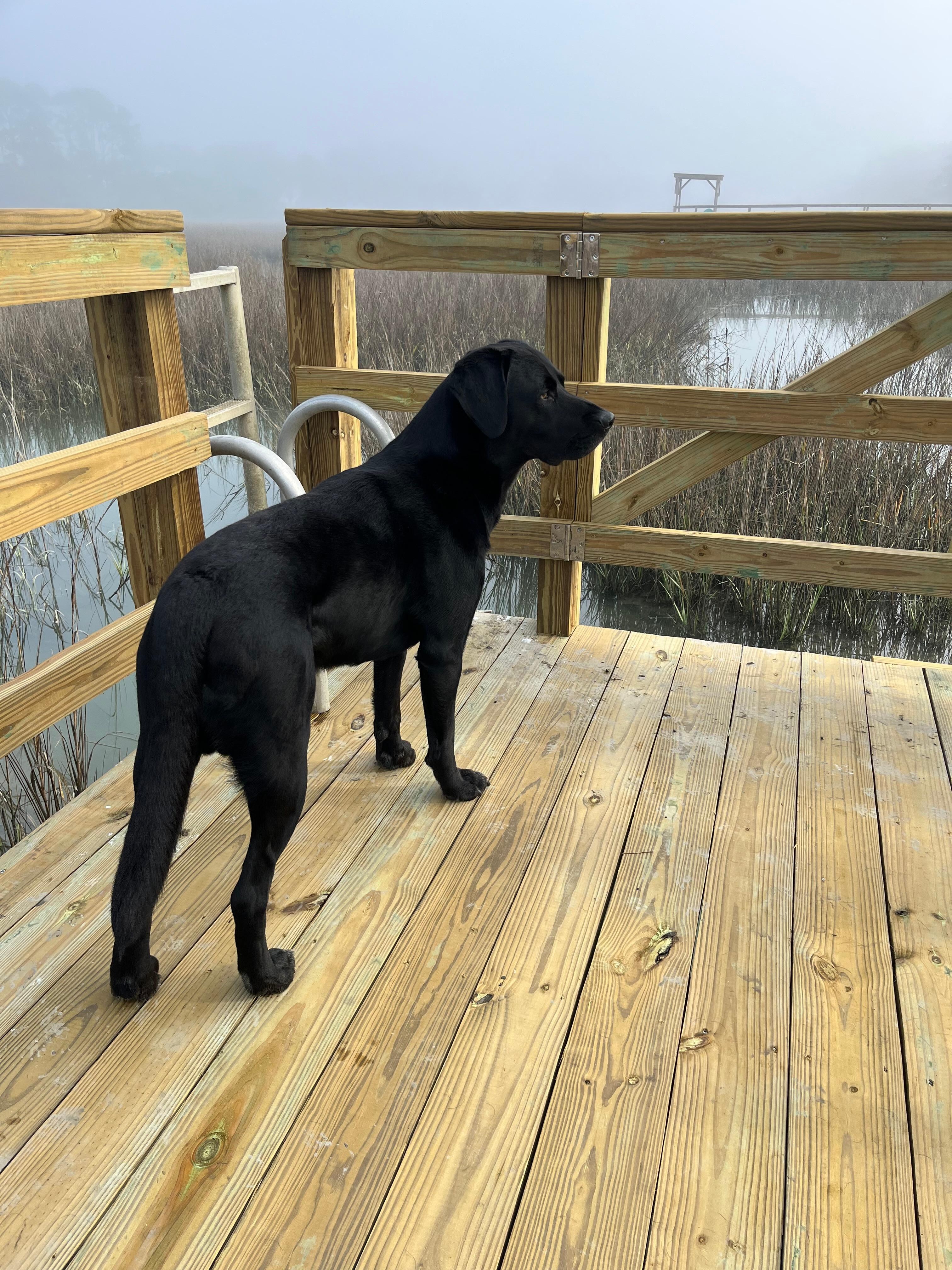 Bruce loved the dock as well!