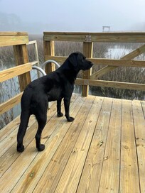 Bruce loved the dock as well!