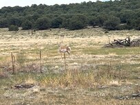 An antelope on the way into Salida.