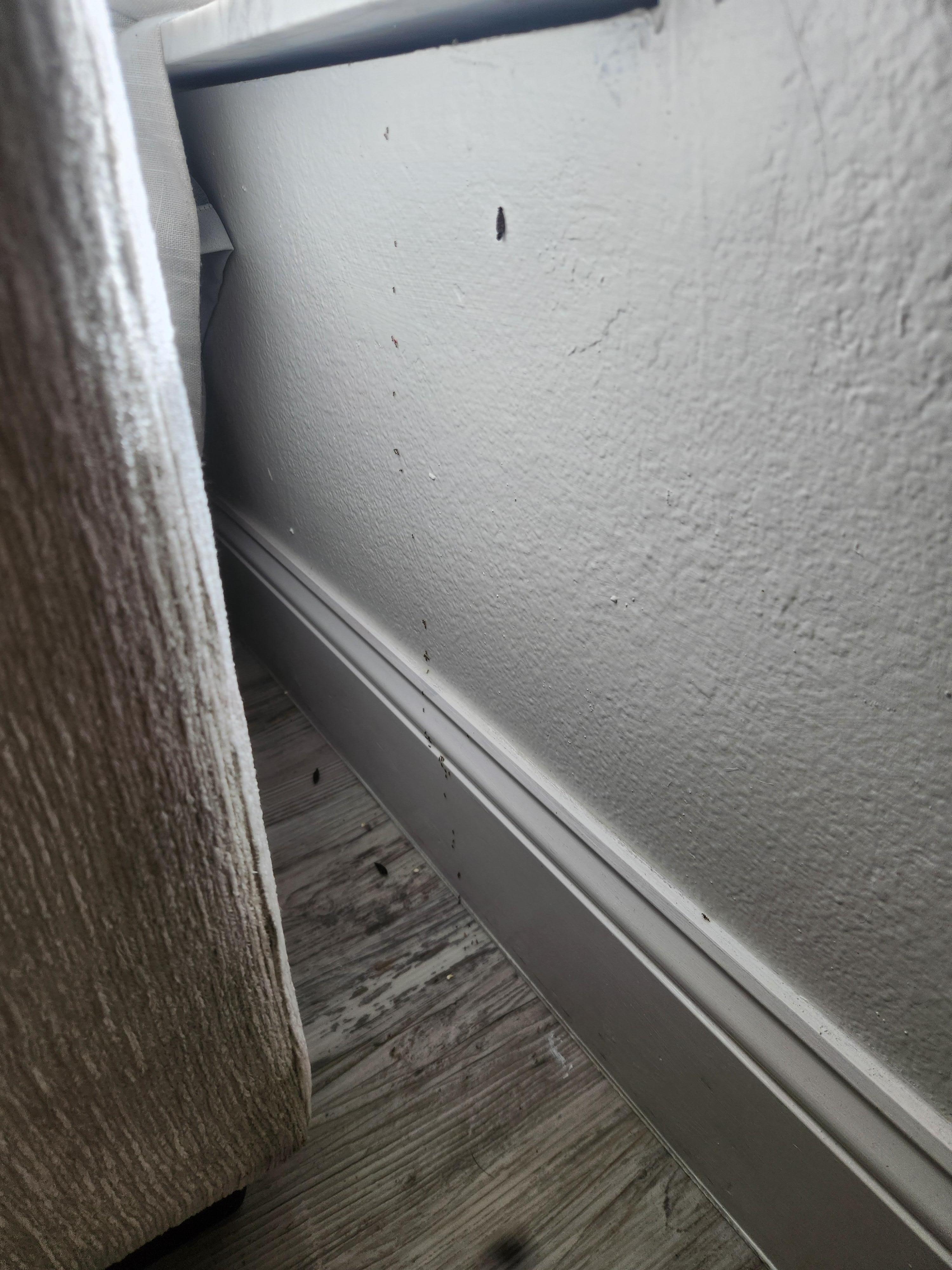 Bug trails everywhere we turned around. My son was disgusted by it all, as were we. 