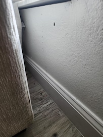 Bug trails everywhere we turned around. My son was disgusted by it all, as were we.