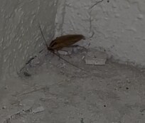 Roach