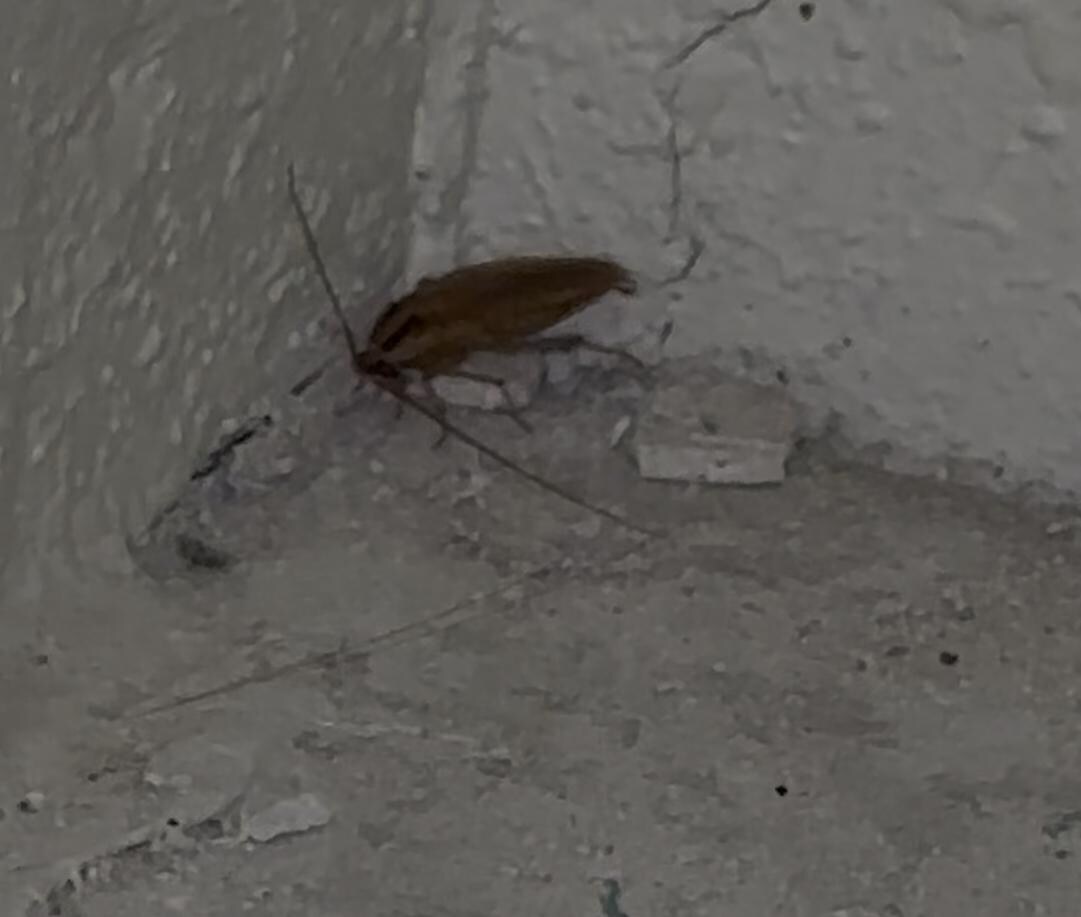 Roach
