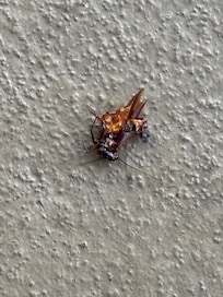 Bug after I killed it and threw out door