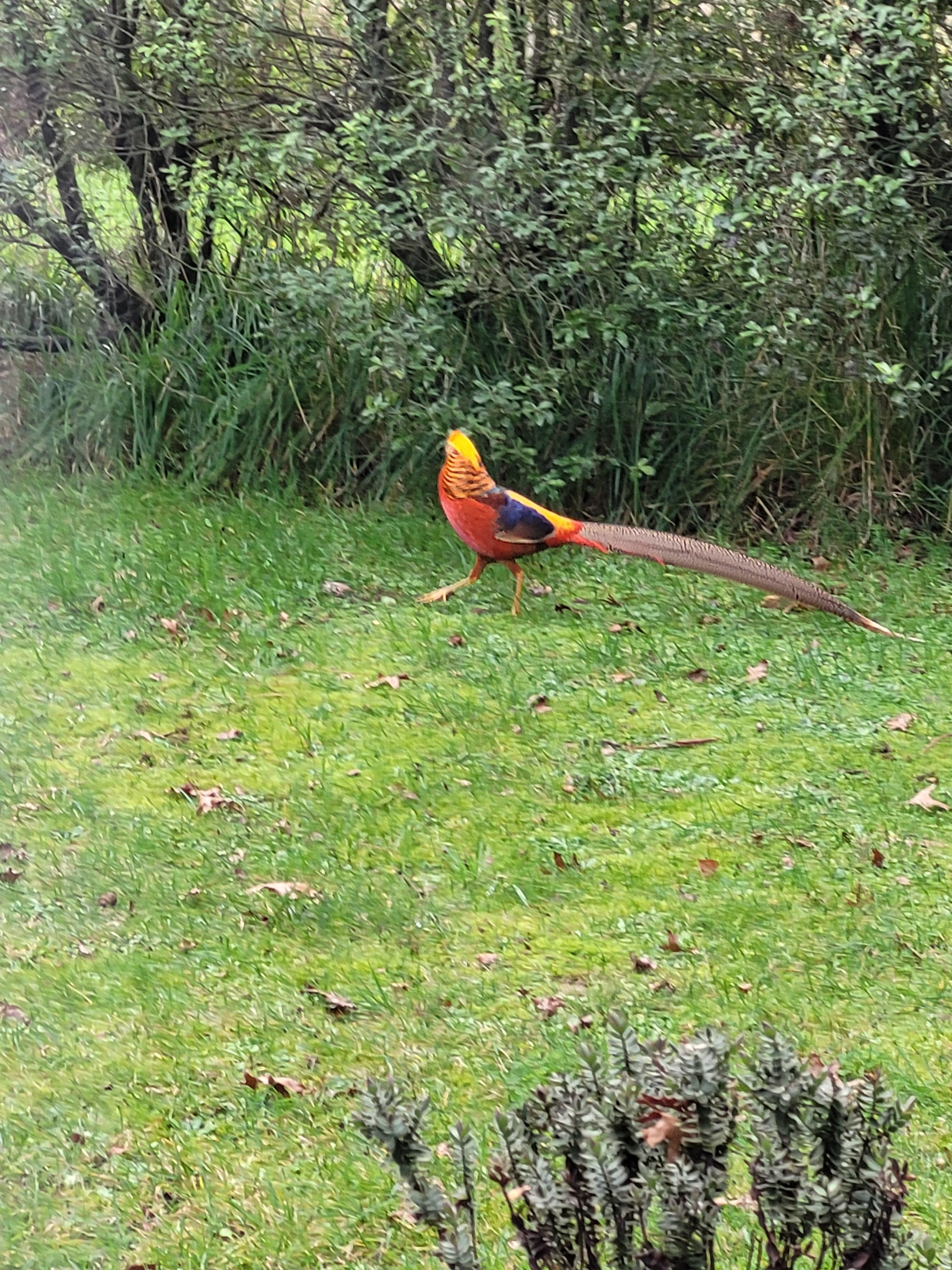 Golden pheasant wandering 