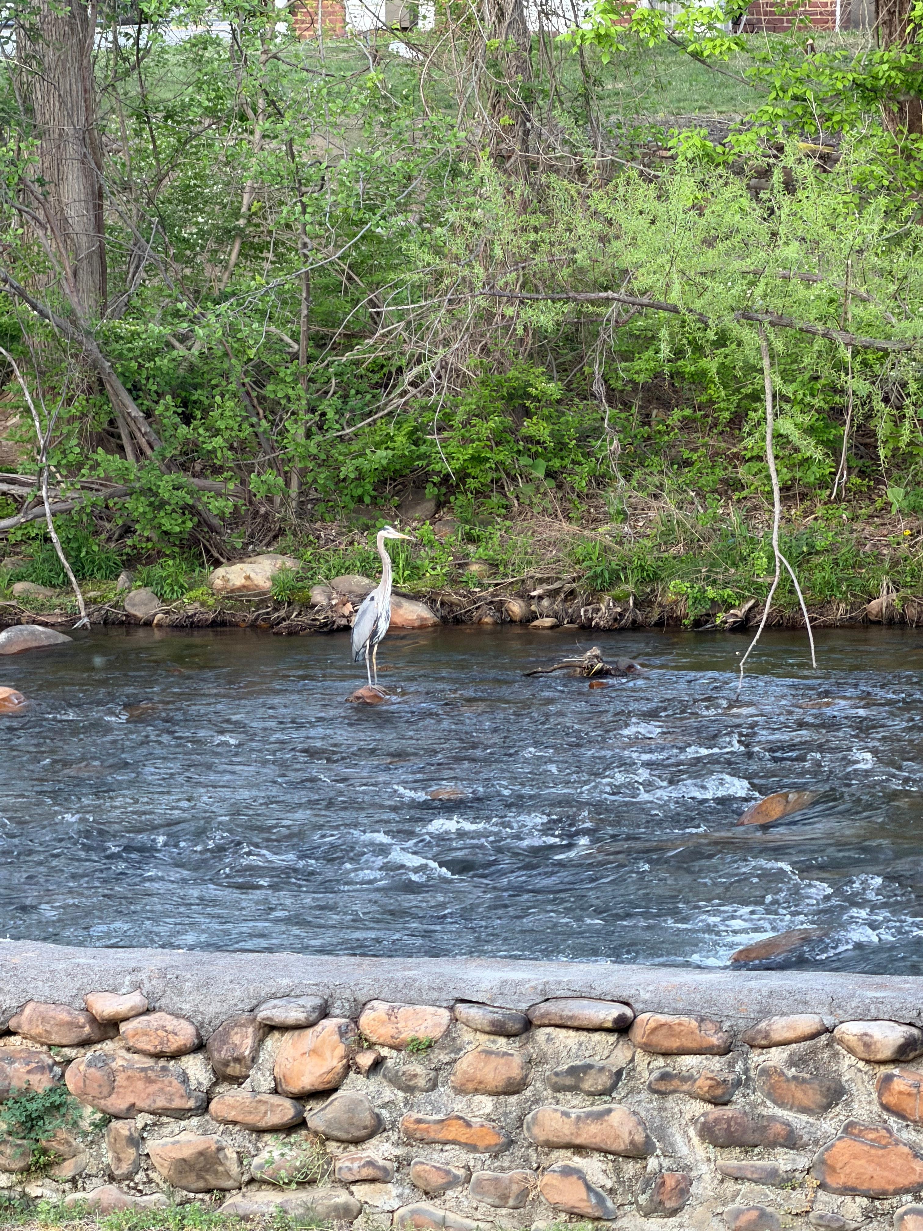 A grey heron paid us a visit 
