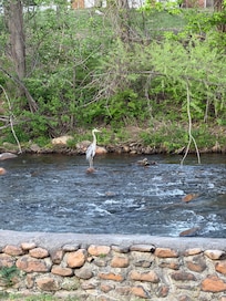 A grey heron paid us a visit