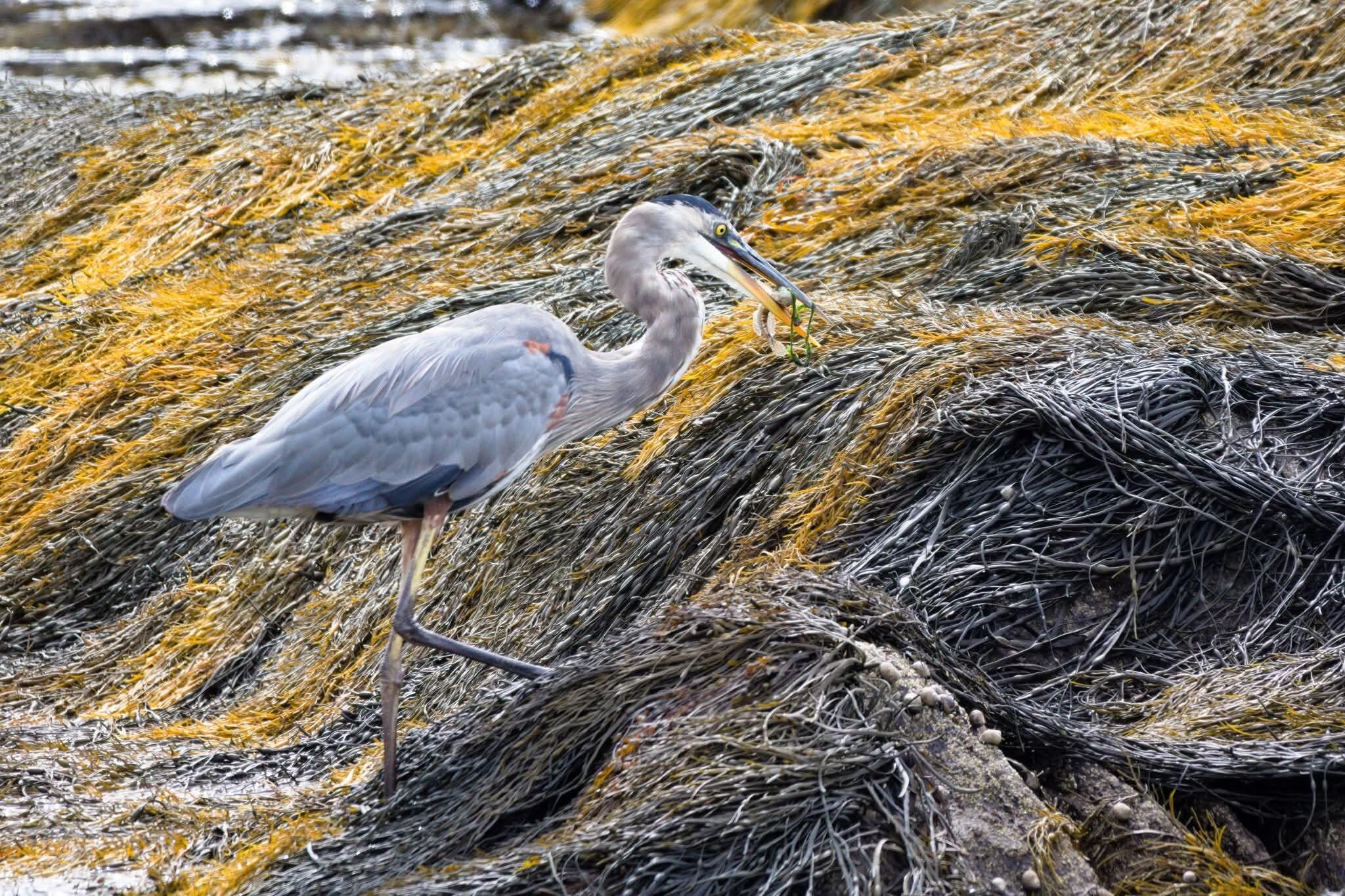 Heron hunting success!