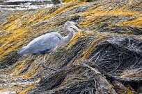 Heron hunting success!