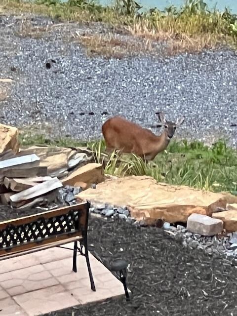 Deer appear on the property in the evening 