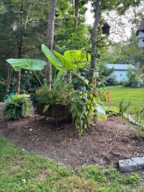 Some of the nice plants there .