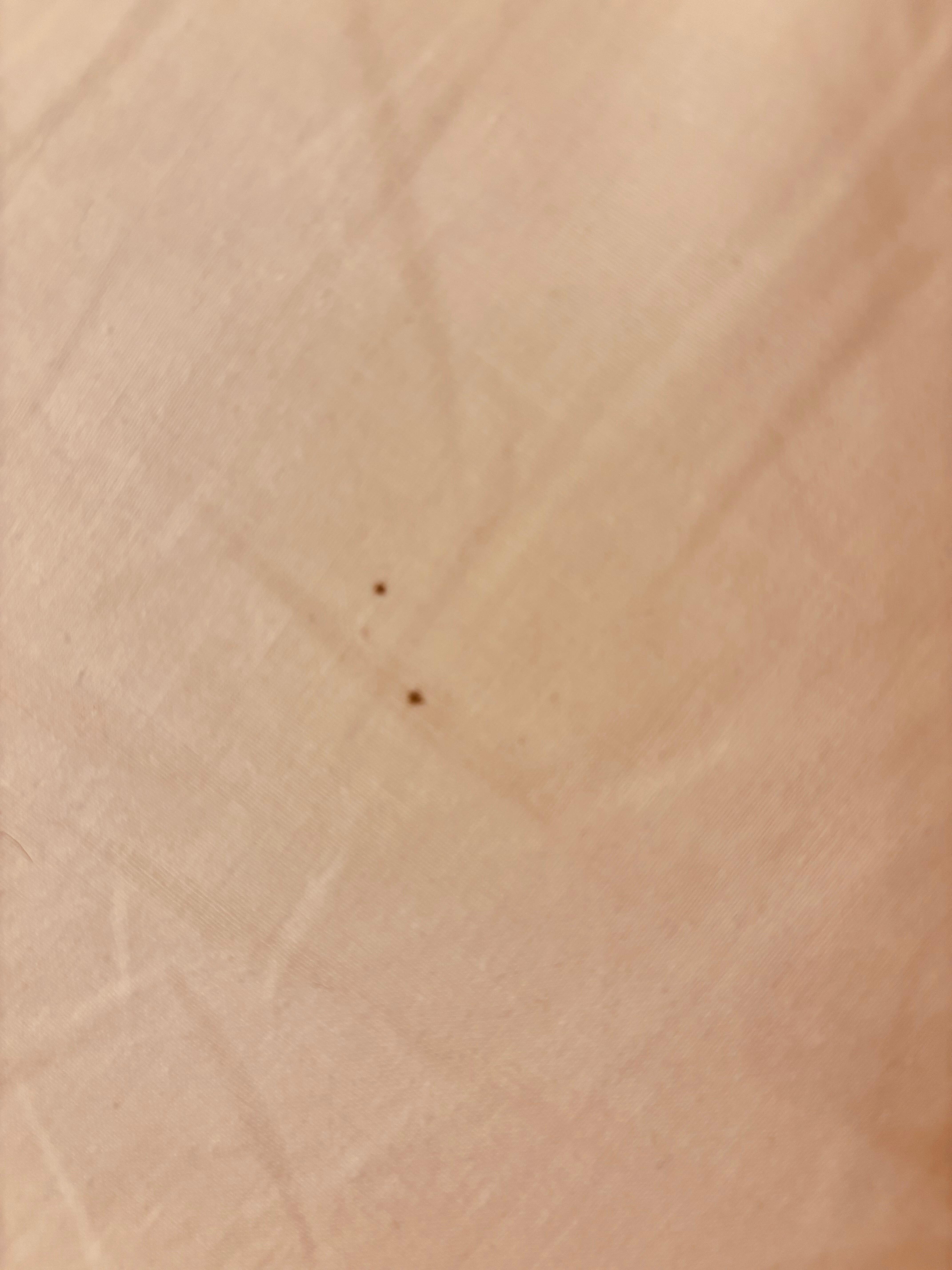 Bettwanzenkot auf Bettlaken