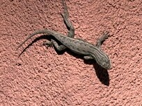 Local wildlife “hanging out”.