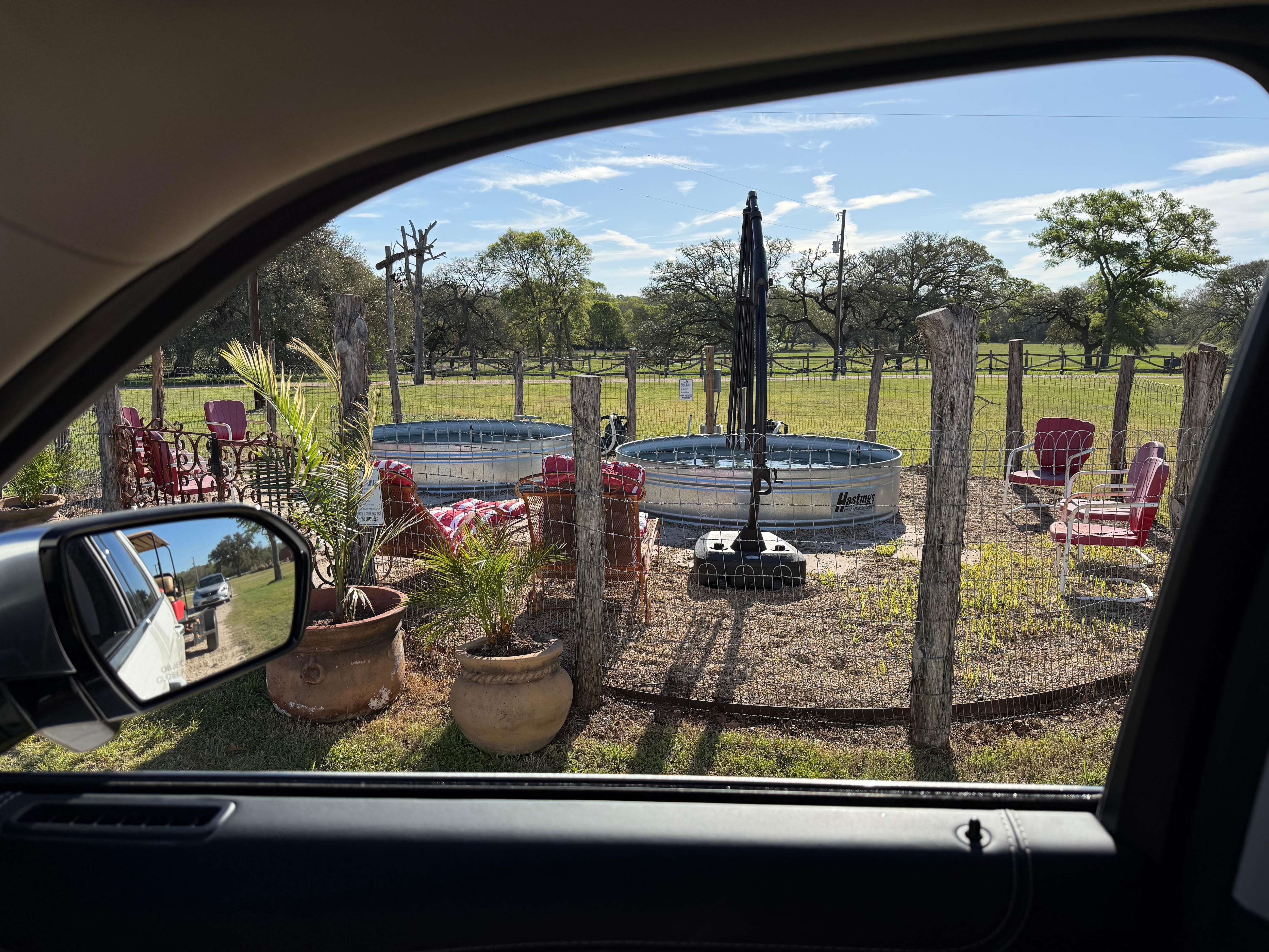 Longhorns, so beautiful. 