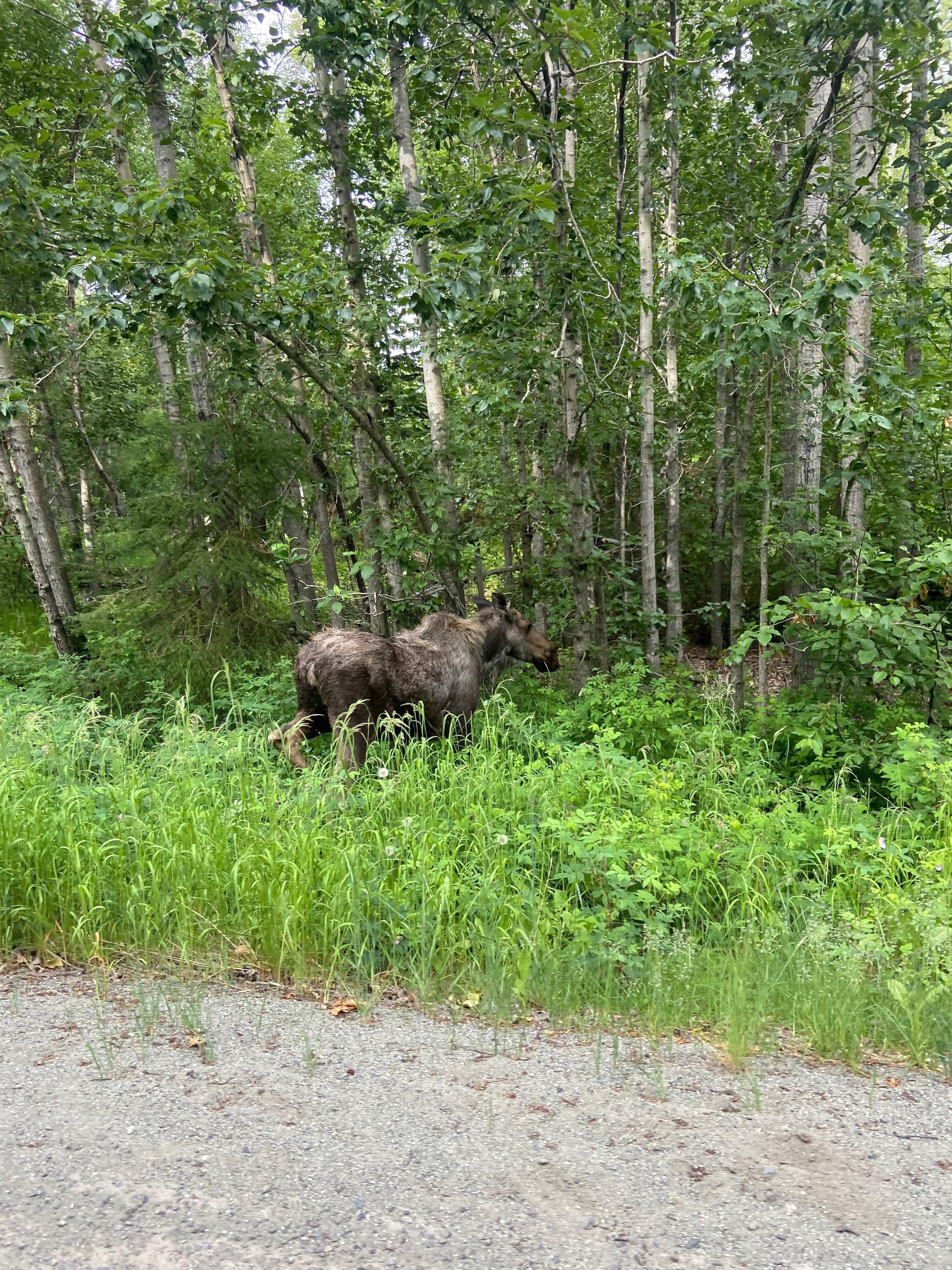 Moose