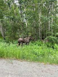 Moose