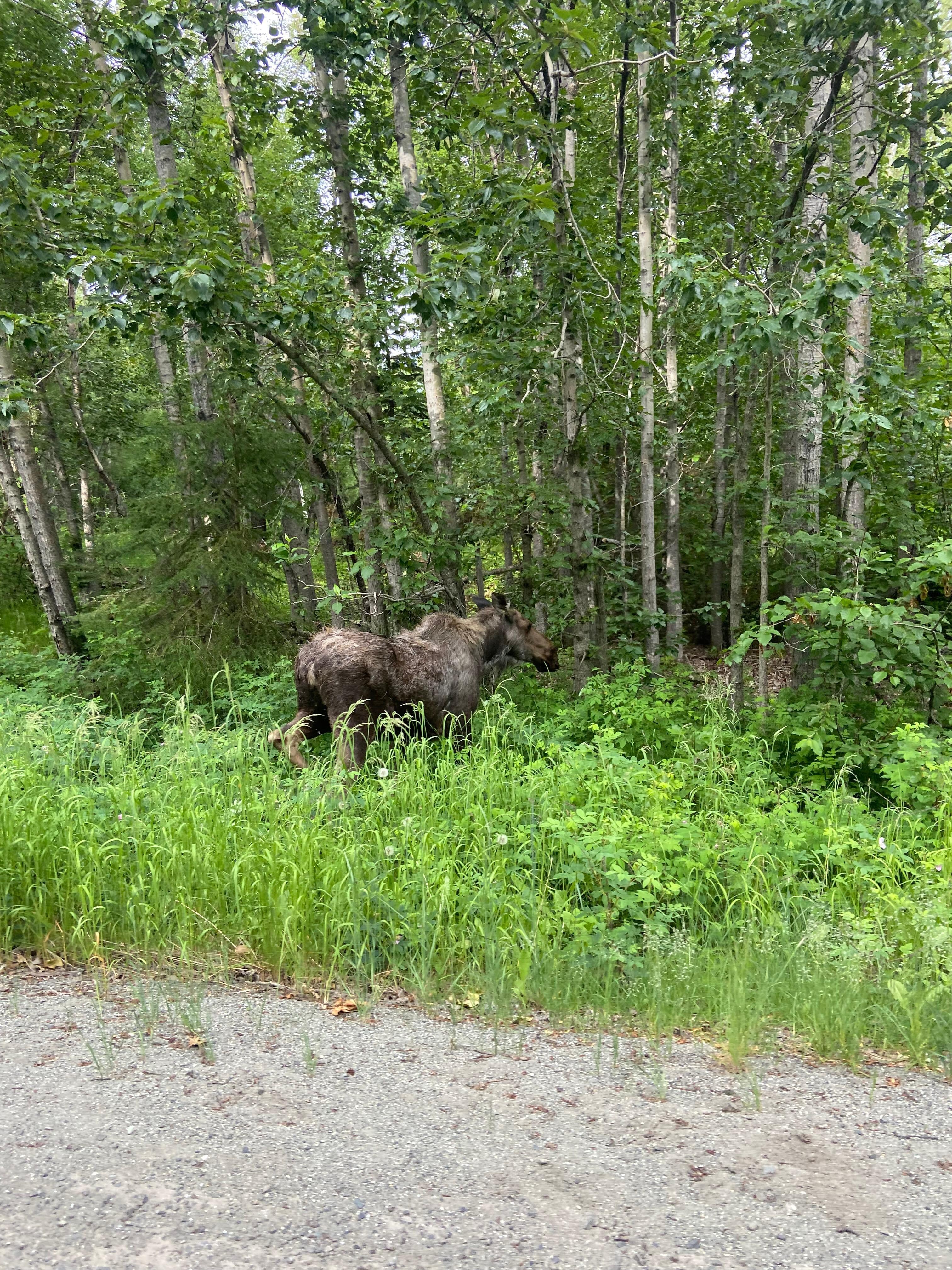 Moose