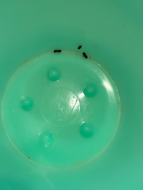 “Clean” dishes from the cabinet