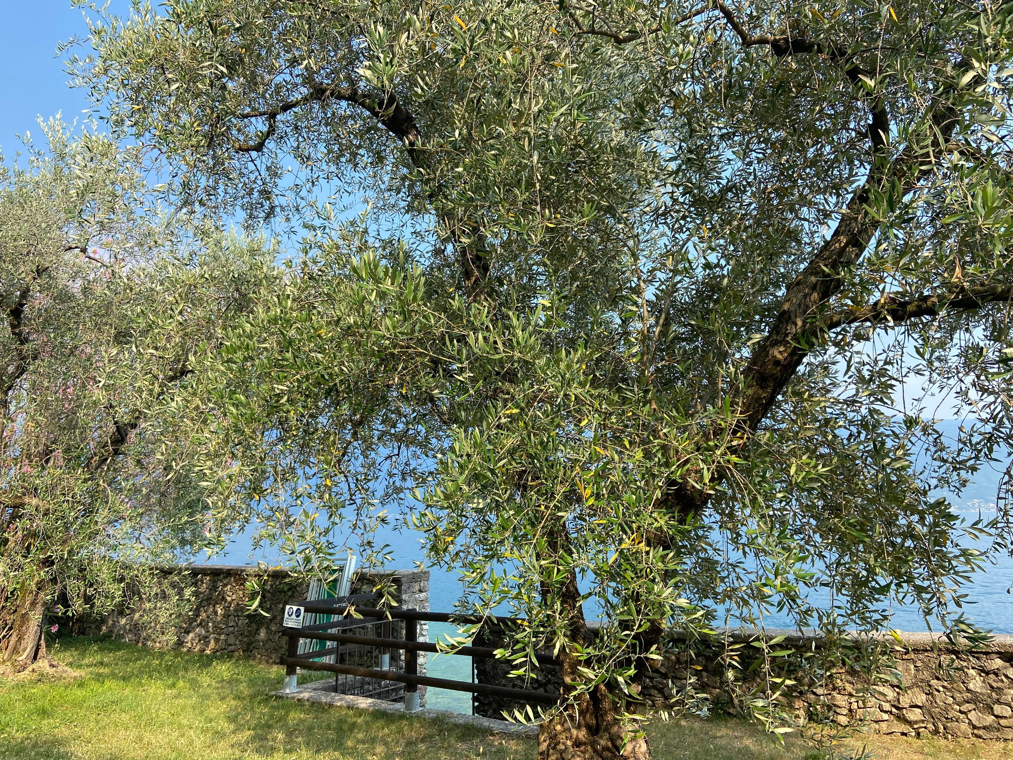 Sehr schöner Garten mit Seezugang