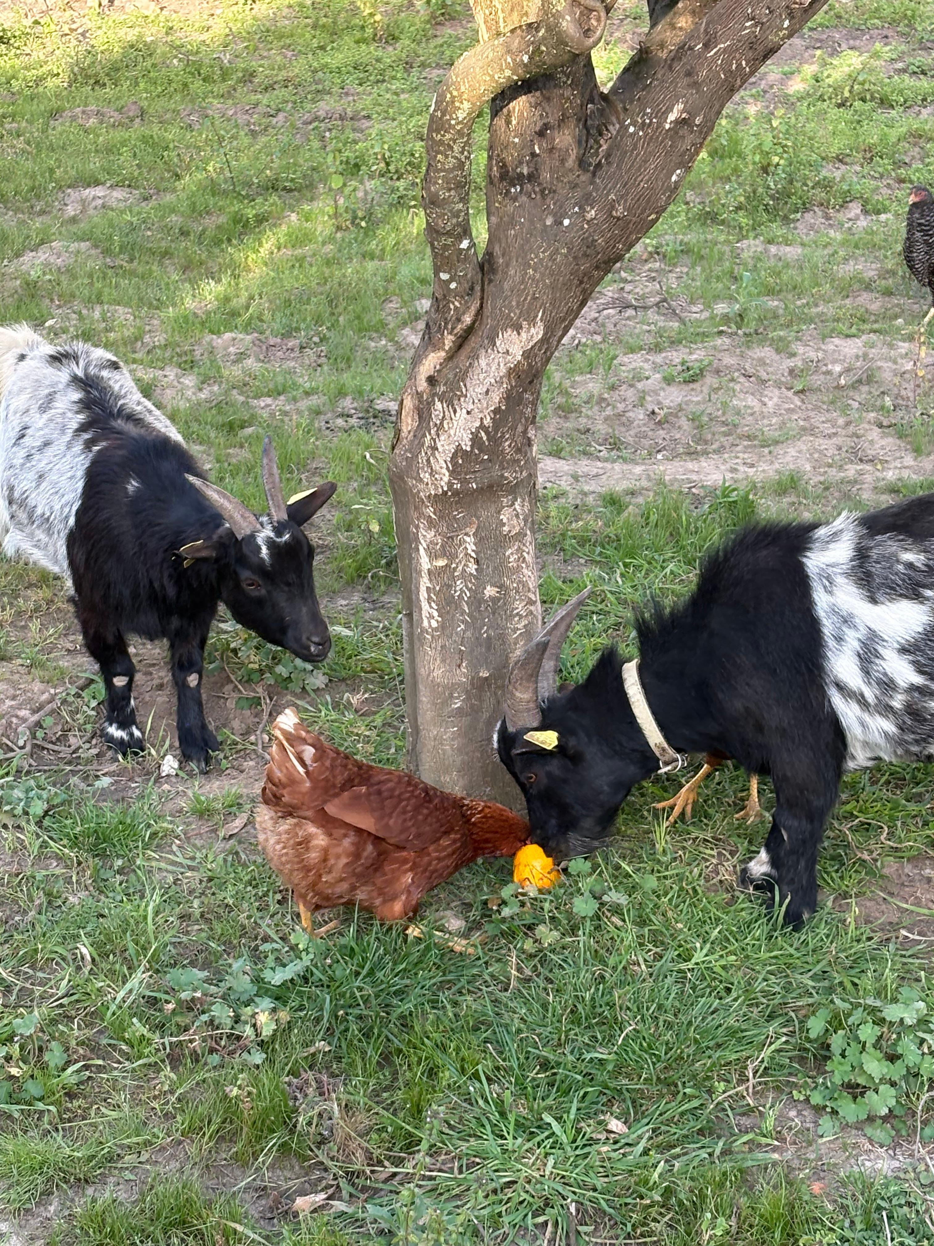 Pet goats
