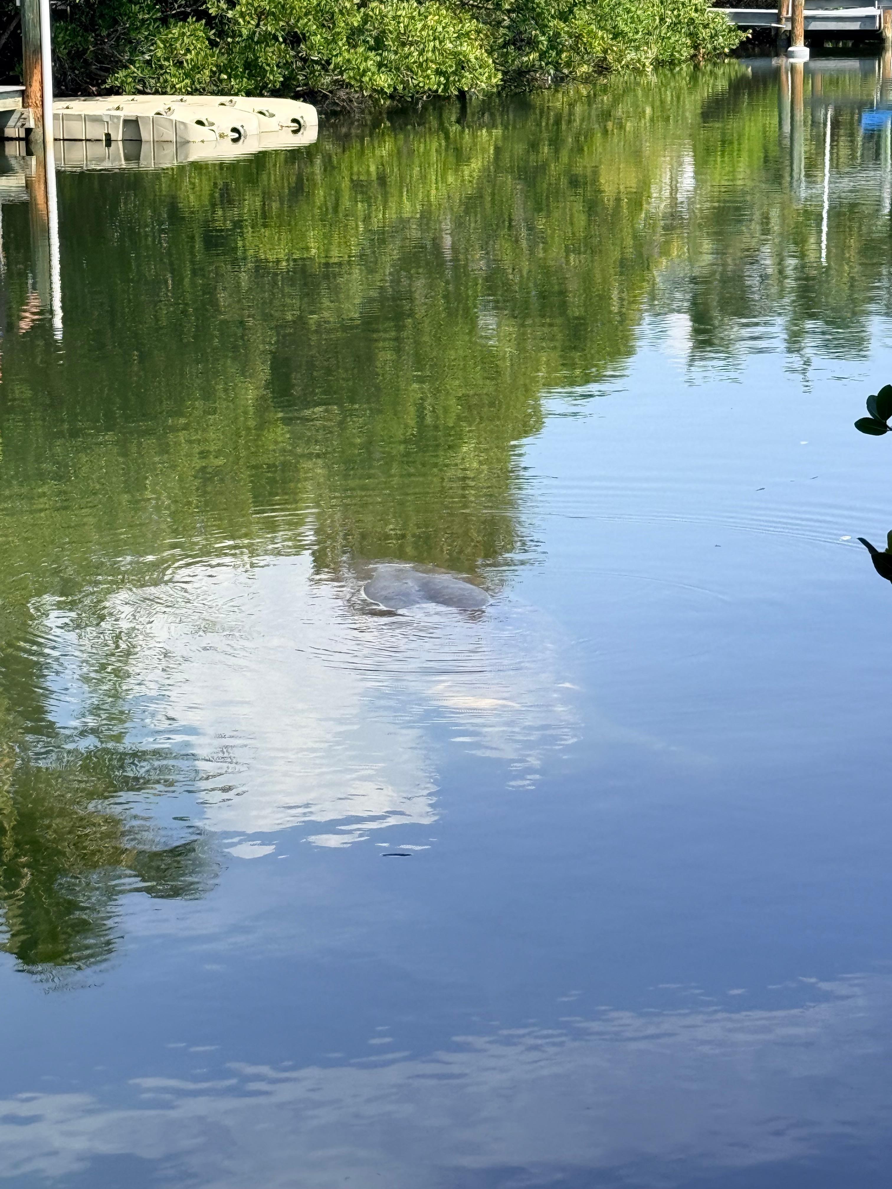 Manatee
