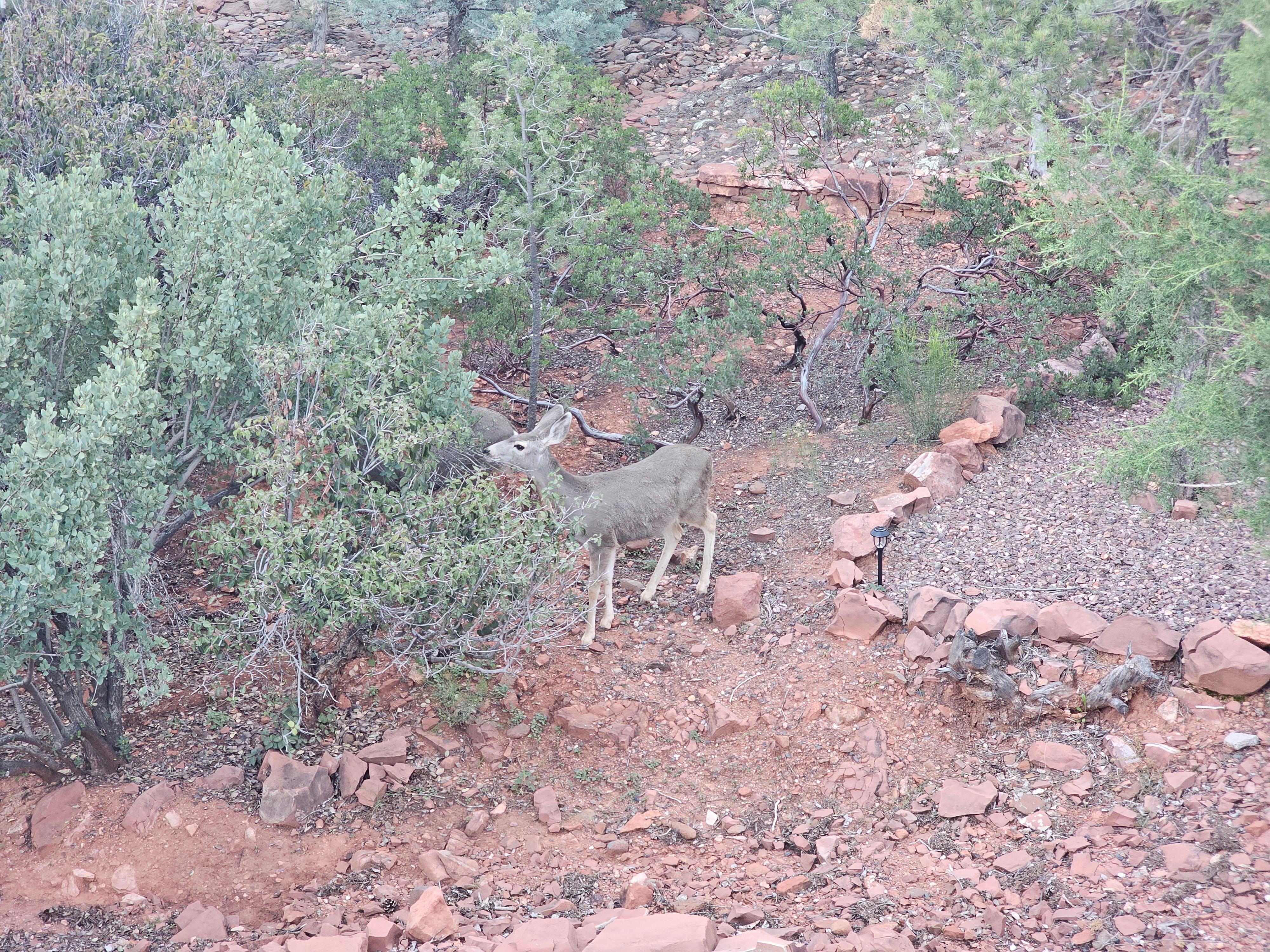 Mule deer in the yard
