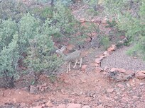 Mule deer in the yard