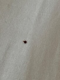 One of the multiple dead bedbugs, I have found on my bed after staying one night.