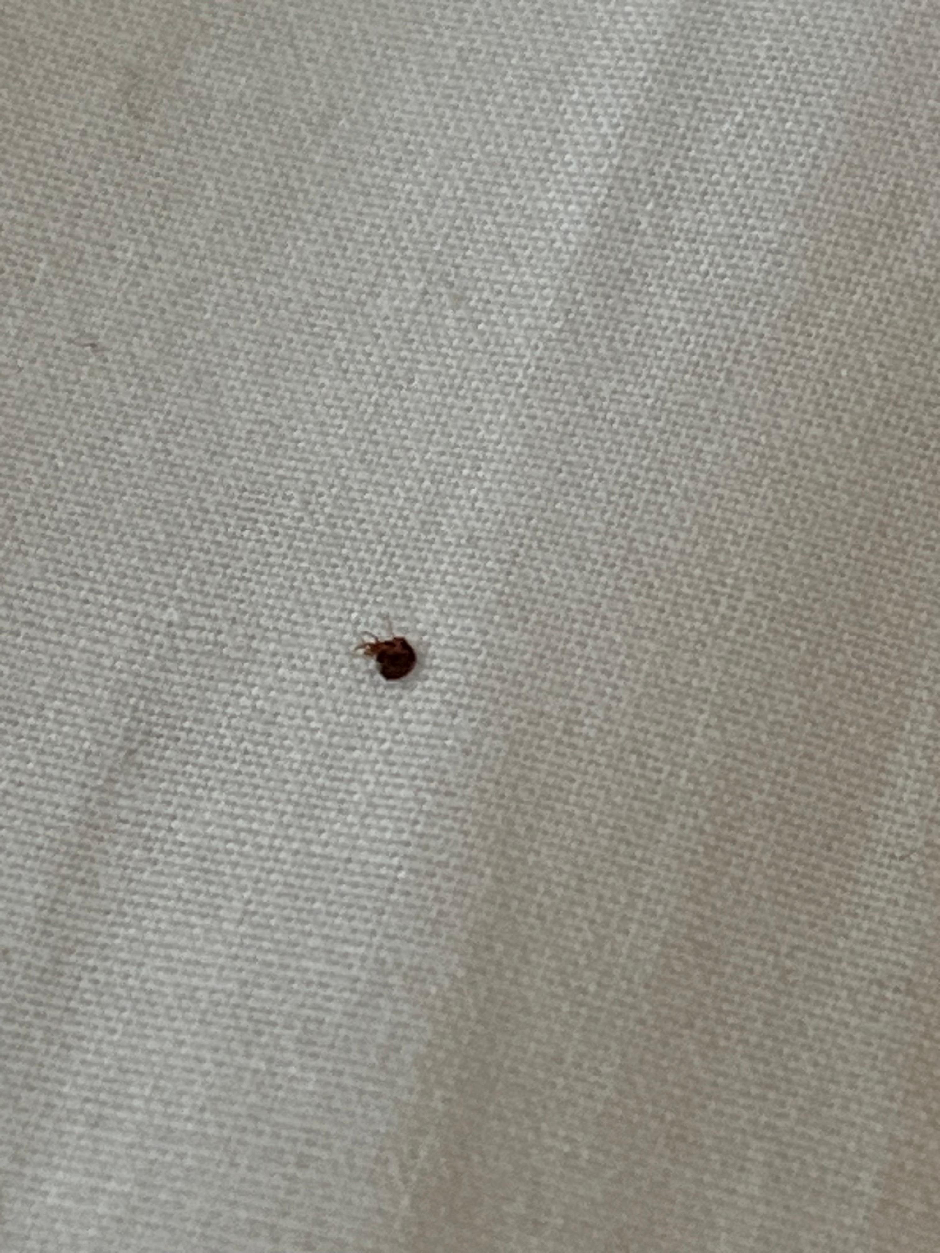 One of the multiple dead bedbugs, I have found on my bed after staying one night.