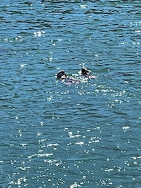 Otters off the pier in Avila