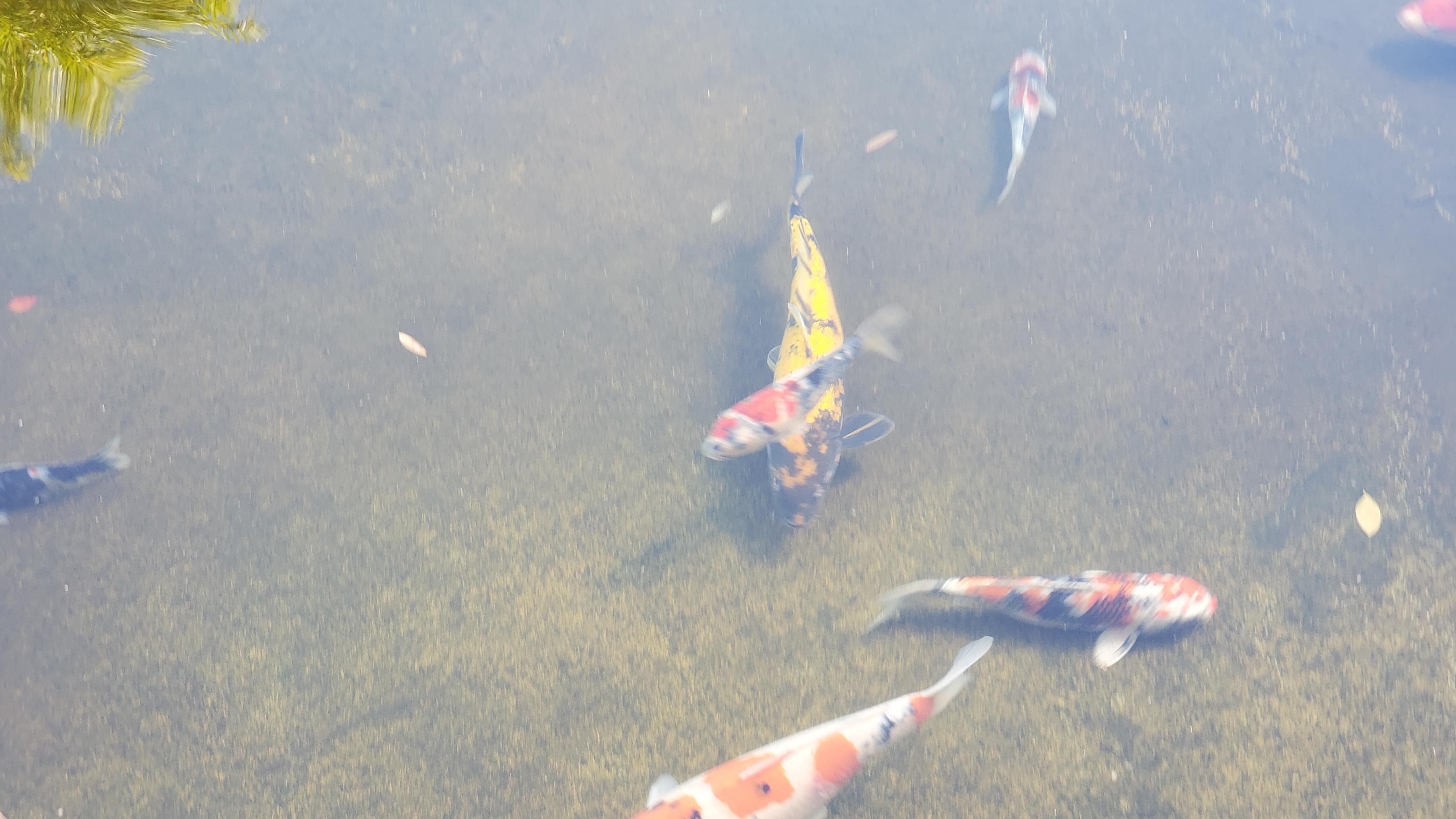Koi pond