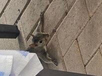 One of the squirrels that visited