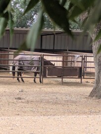 If you love horses, this is the place for you!