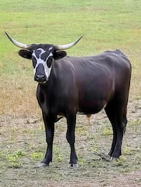 One of the cows has absolutely crazy markings!!