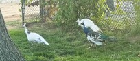 Resident peacocks