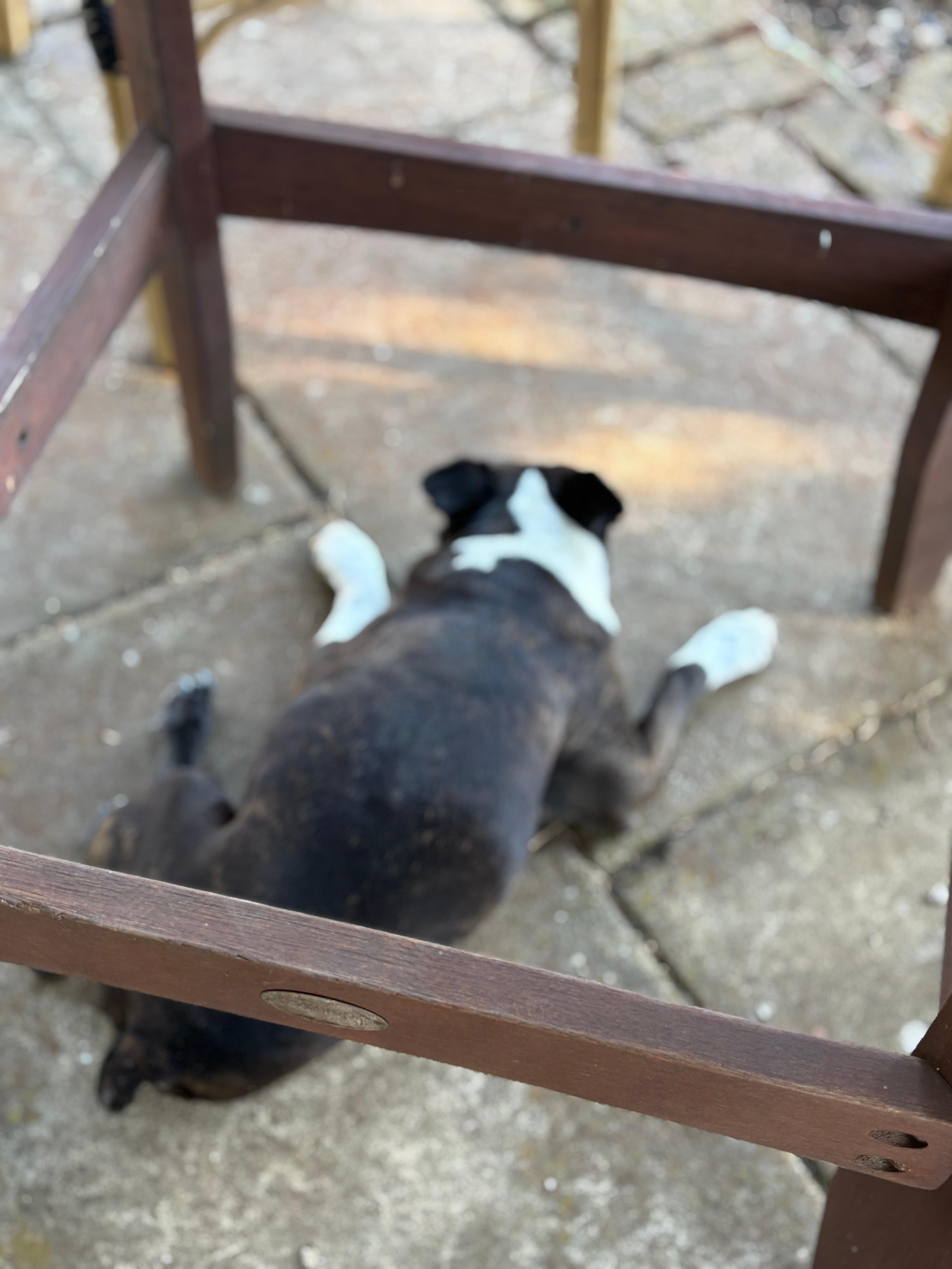 Hugo felt right at home 🐶 