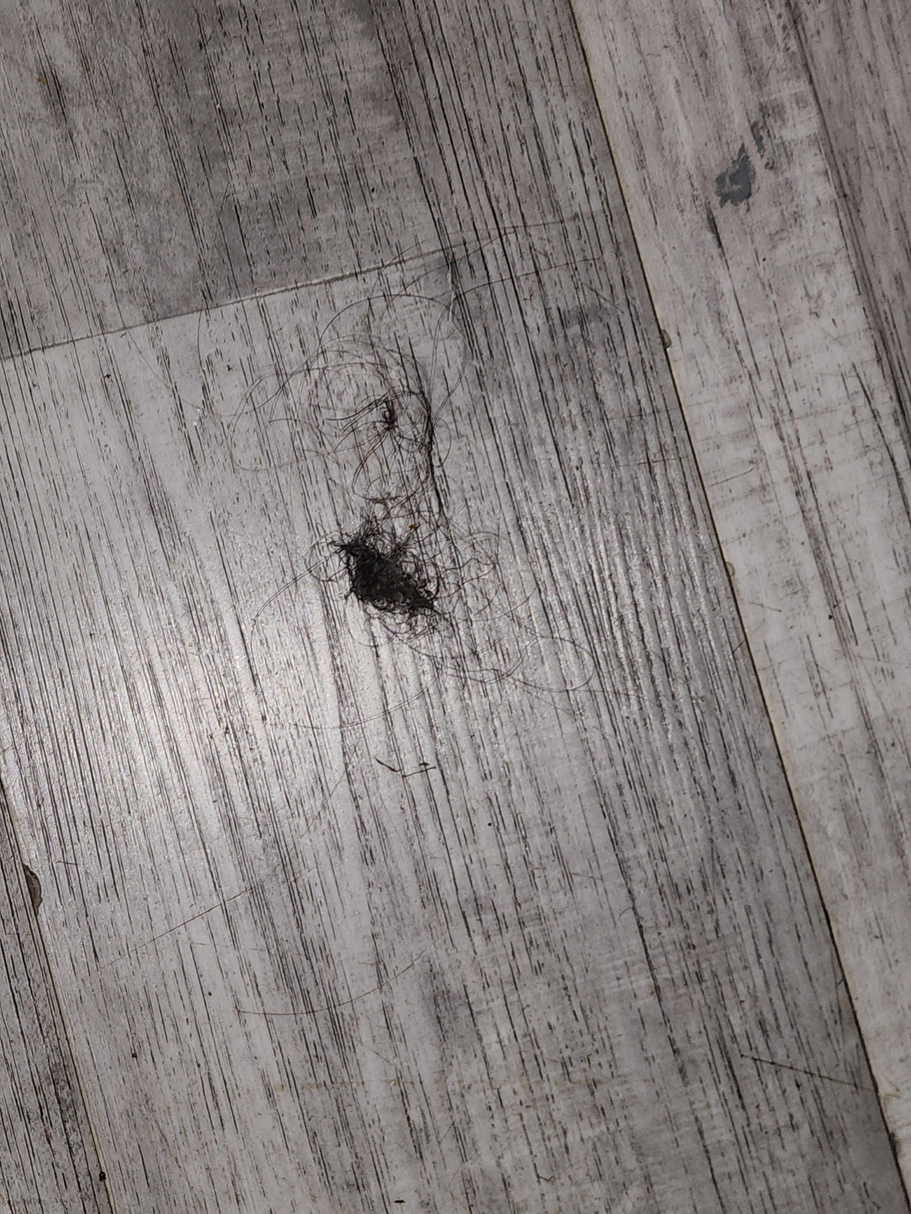 Hair on floor from past guest 