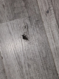 Hair on floor from past guest