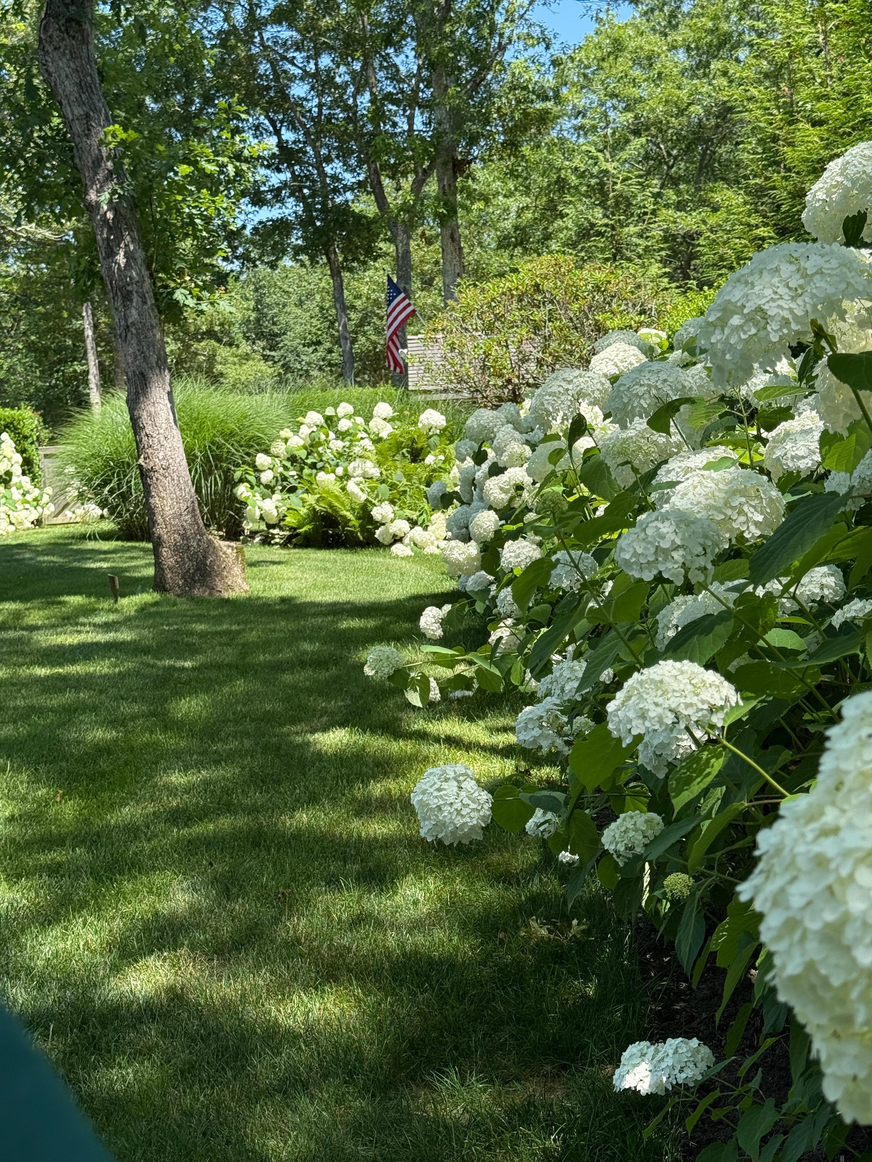 The “fence” around the back yard.
