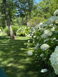 The “fence” around the back yard.