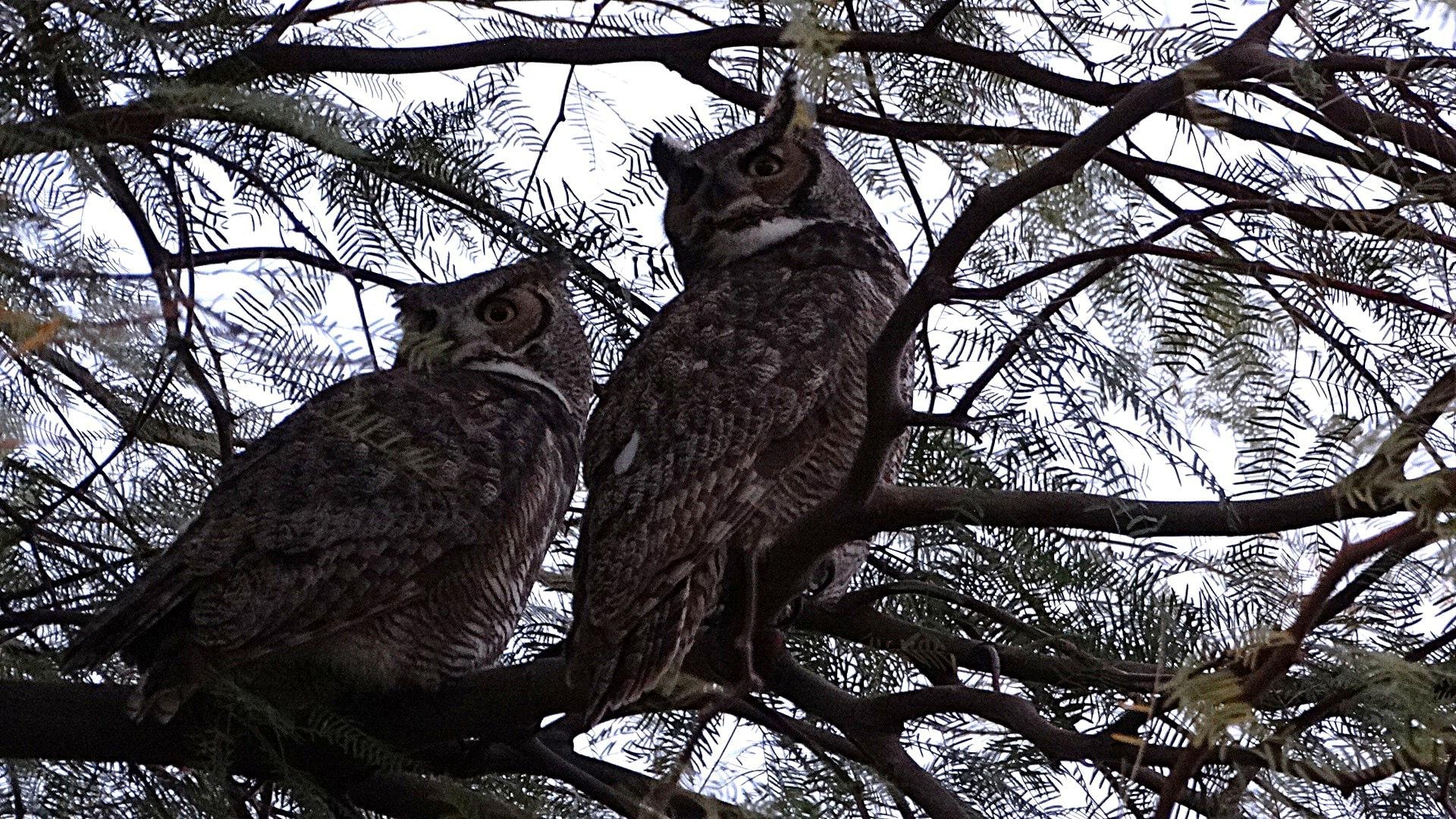 2 Great Horn Owls roosted in the front tree.