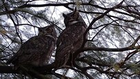 2 Great Horn Owls roosted in the front tree.